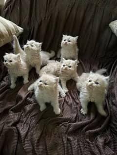 pure Persian triple coated kittens sale k liye available hain