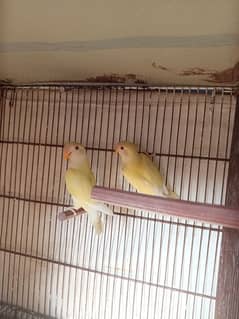 Creamino Lovebird