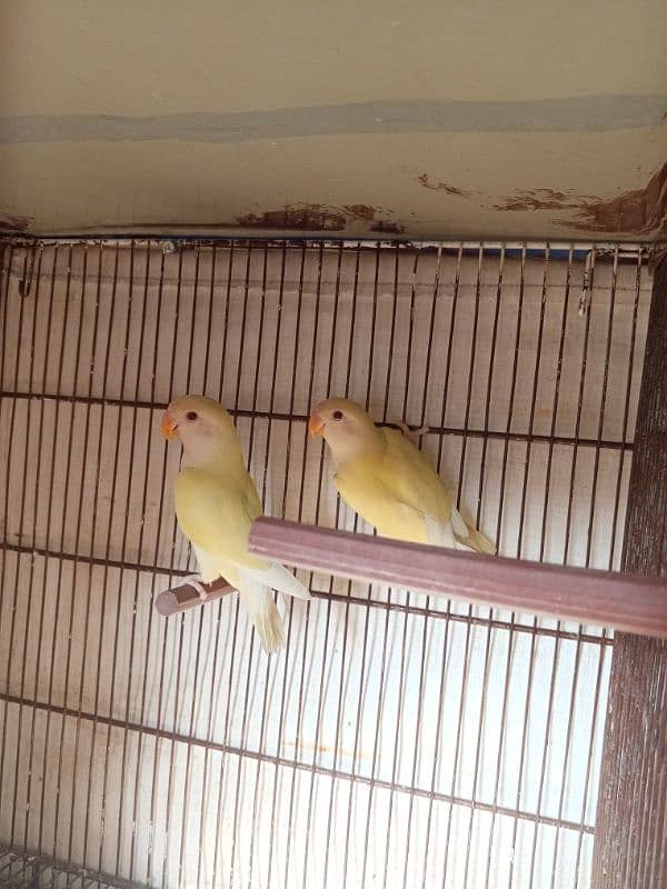 Creamino Lovebird 2