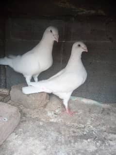 white down face breeder pair