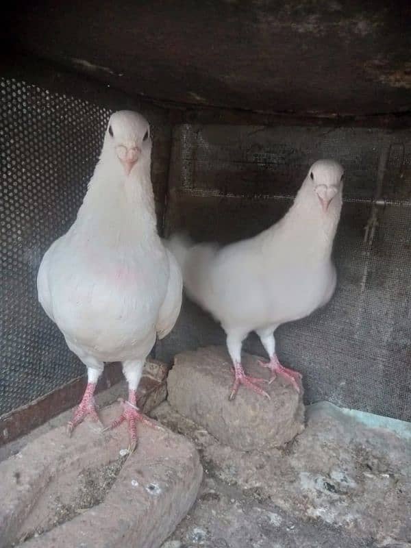 white down face breeder pair 1