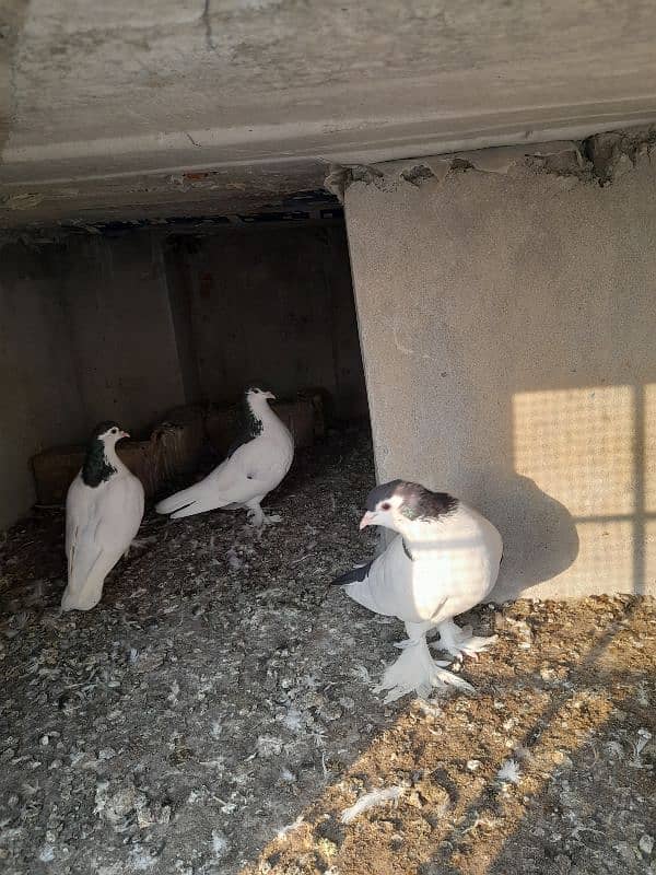 All pigeons for sale 1