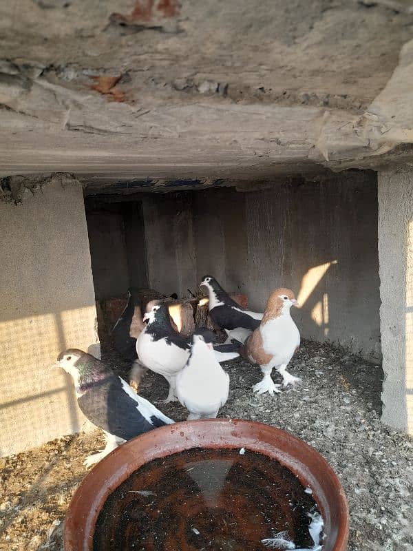 All pigeons for sale 2