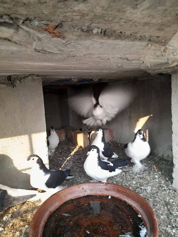 All pigeons for sale 3