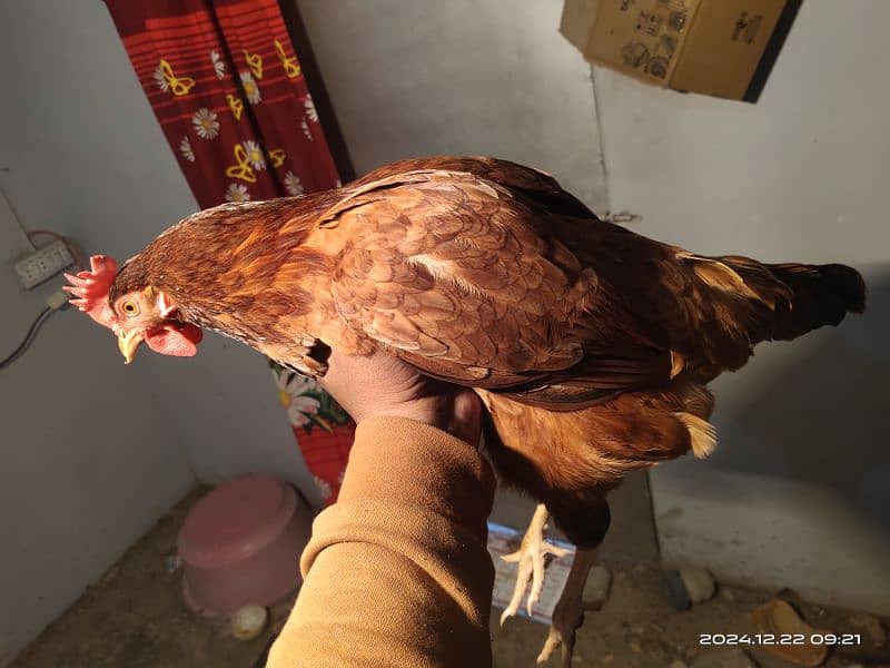 misri Egg laying starter hens 2