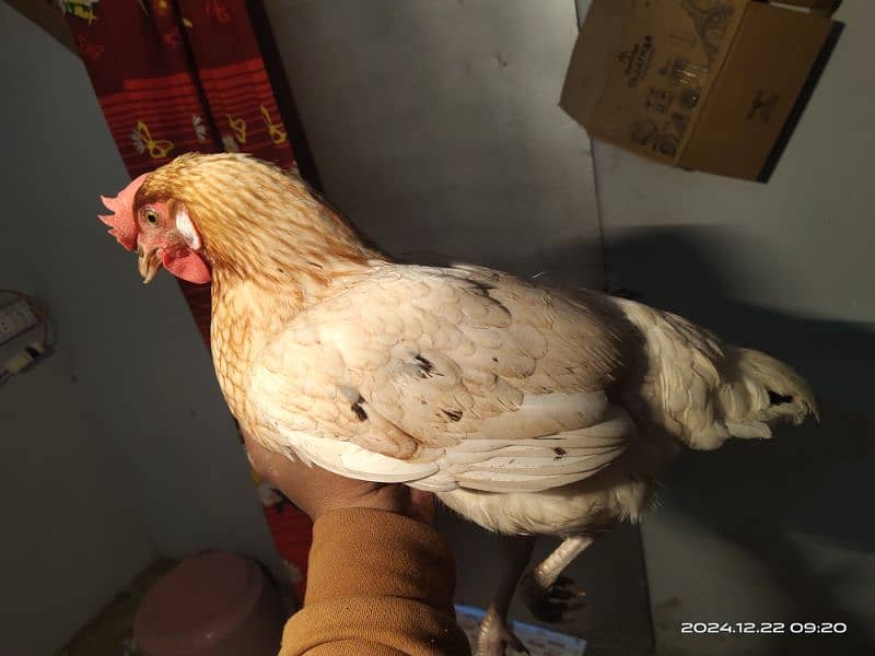 misri Egg laying starter hens 5