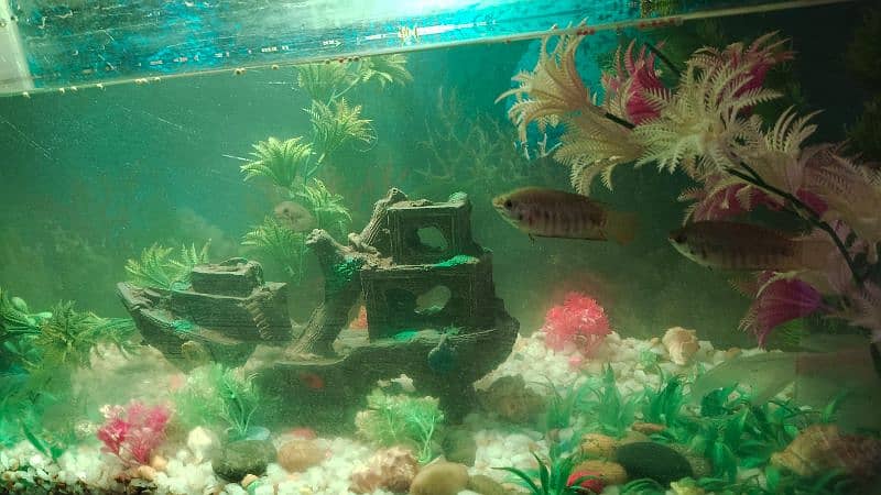 Aquarium with fish & wooden stand for sale 3