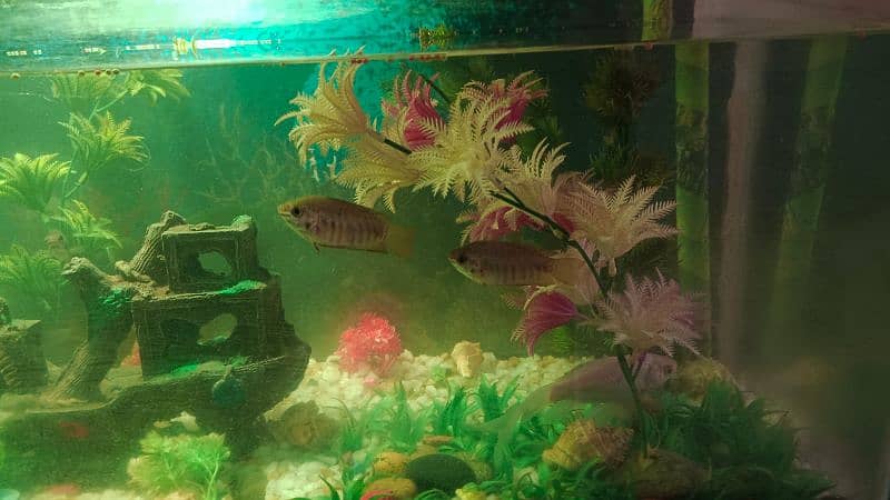 Aquarium with fish & wooden stand for sale 4