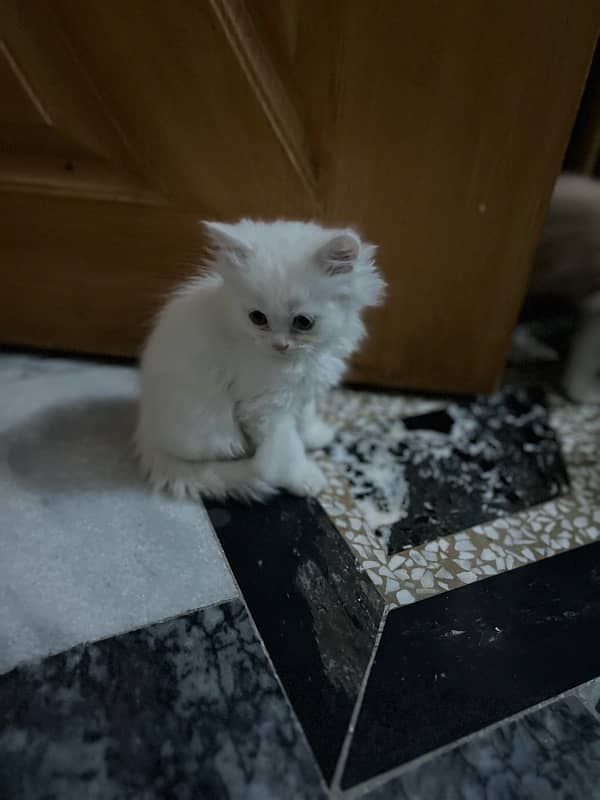 3 persian cat 2