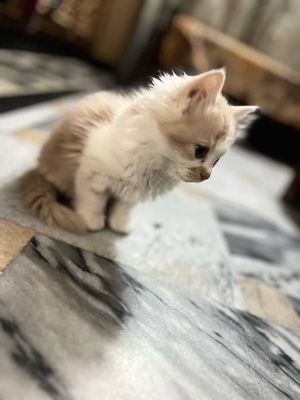 3 persian cat 6