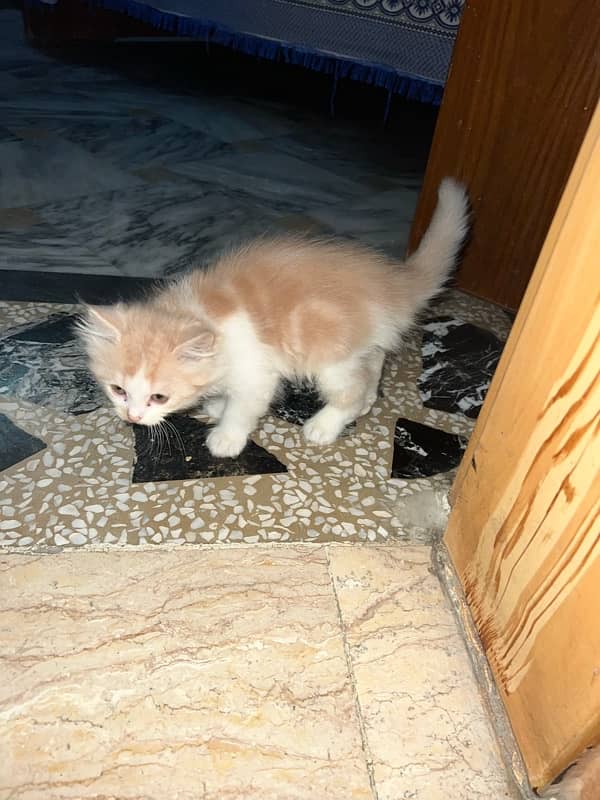 3 persian cat 7