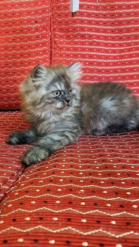 Persian kittens Available Whatsapp number 03251905001 1