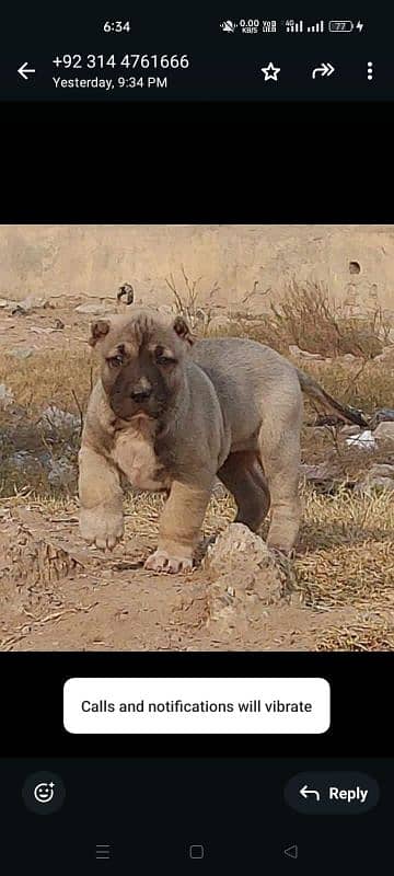 Kurdish Kangal male 2 month security dog for sale heavy bone 0