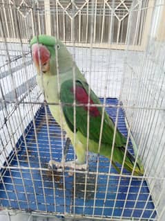 Female Raw Parrot