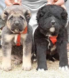 bakarwal security dog 2 month pair for sale heavy bone