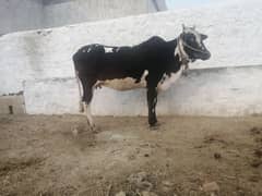 Pure Fatehjangi Cow for sell whatsapp /03438022007