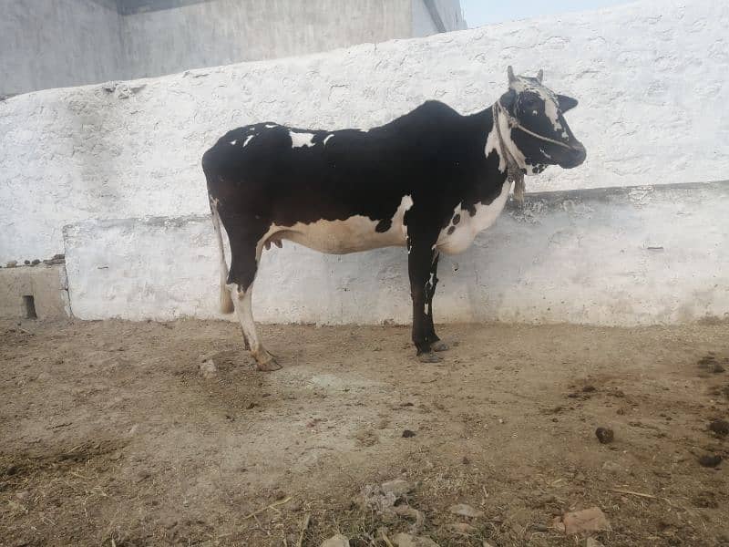 Pure Fatehjangi Cow for sell whatsapp /03438022007 0