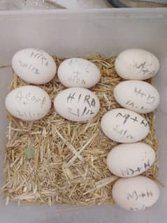 Heera Hen egg available