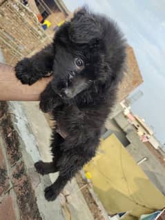 Black Lambo German shepherd Pago puppy