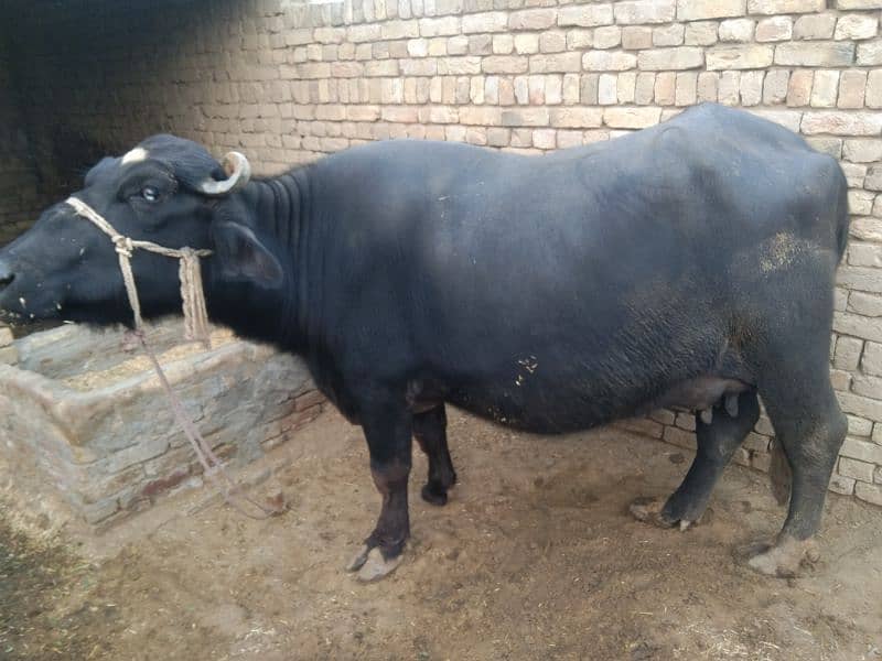 sajjri | Nelli ravi Nasal | Cow | Wacha | buffalo | katta | بھینس 1