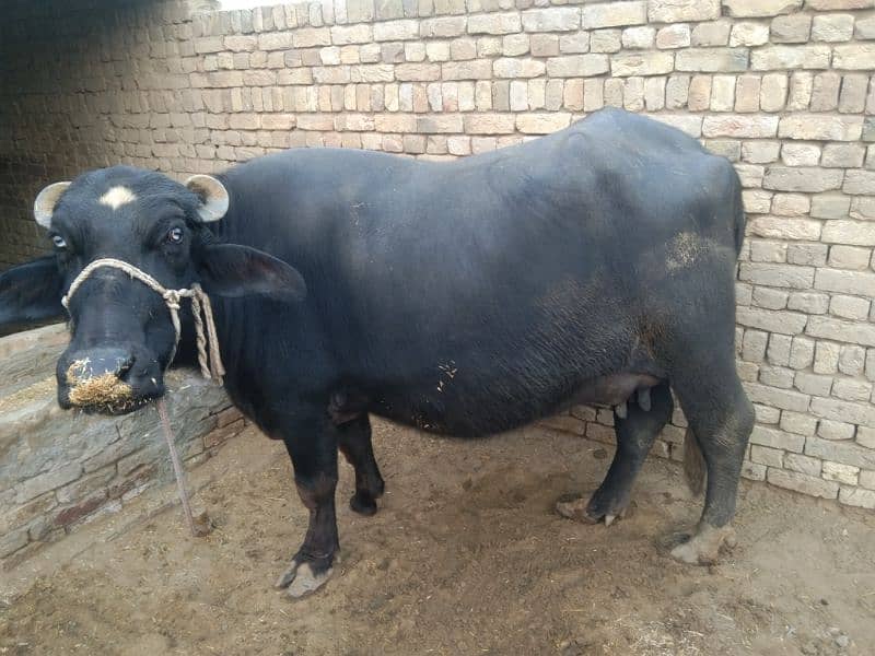 sajjri | Nelli ravi Nasal | Cow | Wacha | buffalo | katta | بھینس 2