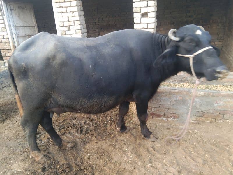 sajjri | Nelli ravi Nasal | Cow | Wacha | buffalo | katta | بھینس 3