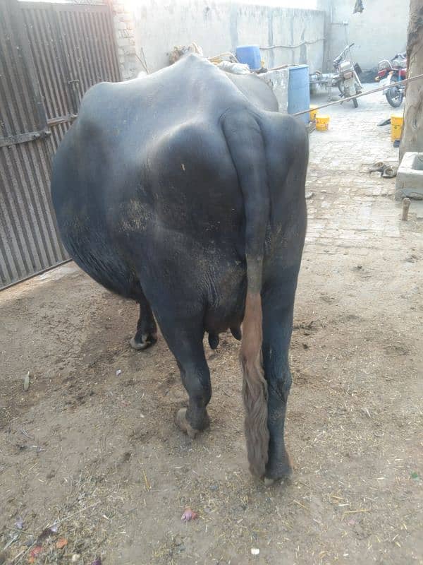 sajjri | Nelli ravi Nasal | Cow | Wacha | buffalo | katta | بھینس 4