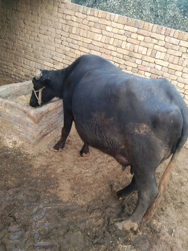 sajjri | Nelli ravi Nasal | Cow | Wacha | buffalo | katta | بھینس 5