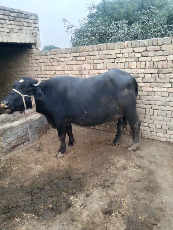 sajjri | Nelli ravi Nasal | Cow | Wacha | buffalo | katta | بھینس 7