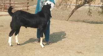 desi Bakra for sale/0370,,46,,85,,463