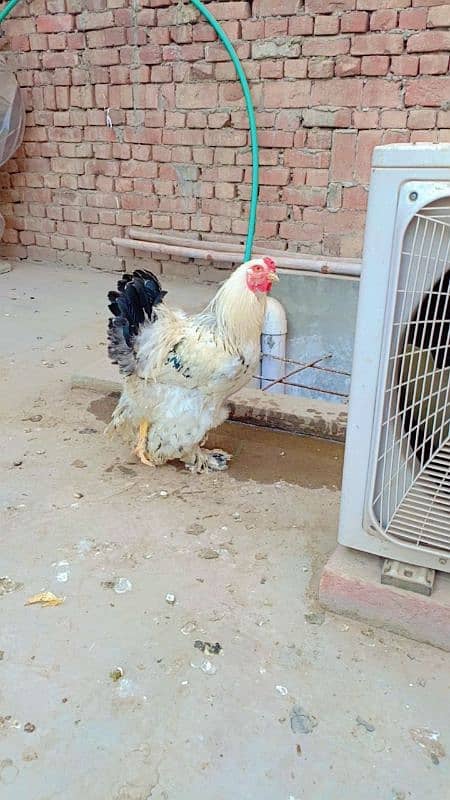 brahma male +Light Sussex+Desi hens 0