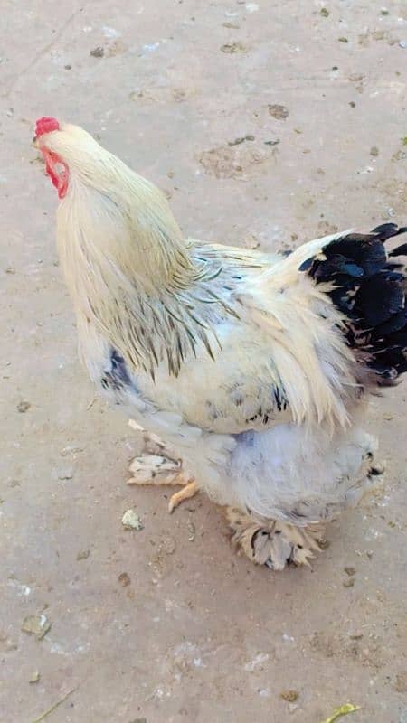 brahma male +Light Sussex+Desi hens 1