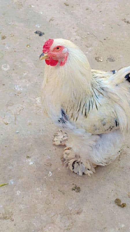 brahma male +Light Sussex+Desi hens 2