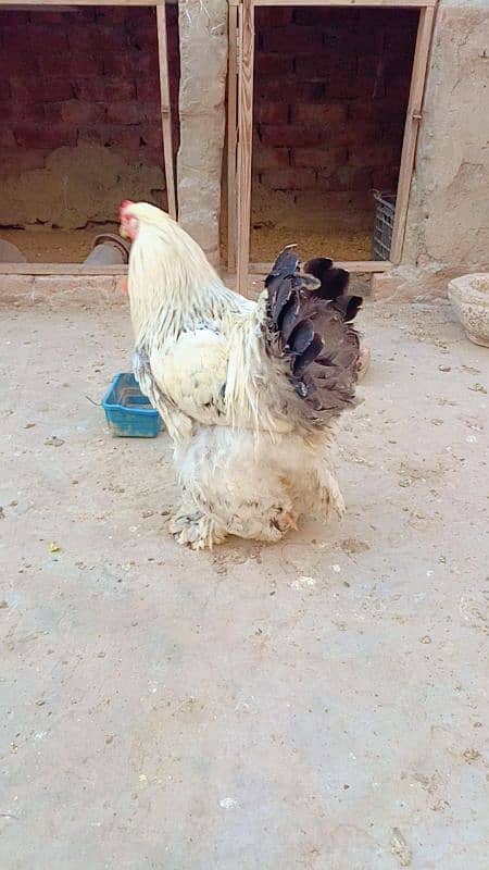 brahma male +Light Sussex+Desi hens 3