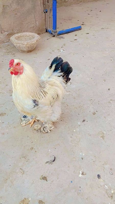 brahma male +Light Sussex+Desi hens 4