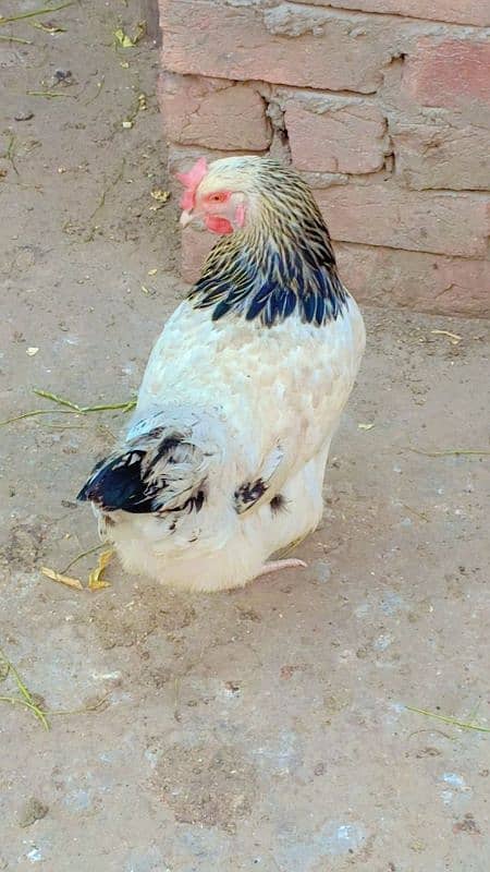 brahma male +Light Sussex+Desi hens 5