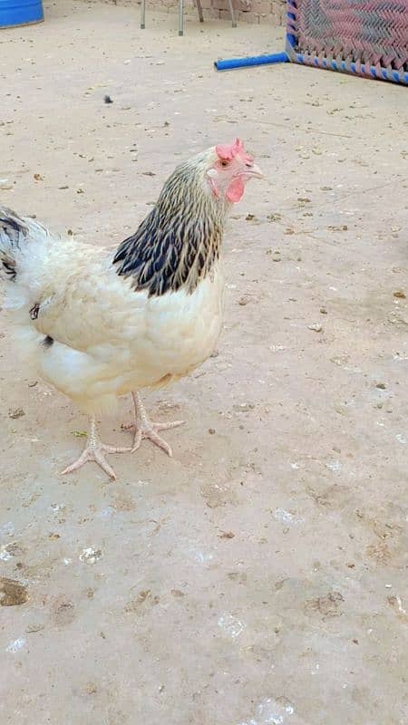 brahma male +Light Sussex+Desi hens 6