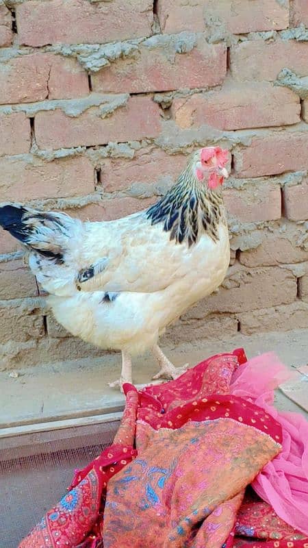 brahma male +Light Sussex+Desi hens 7