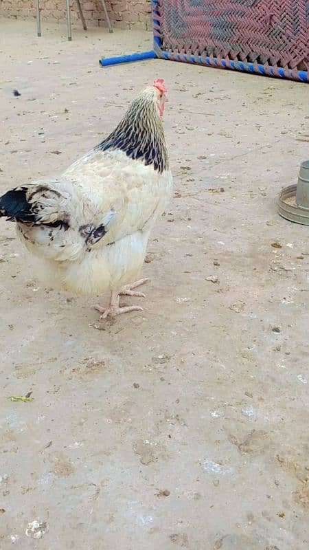 brahma male +Light Sussex+Desi hens 8