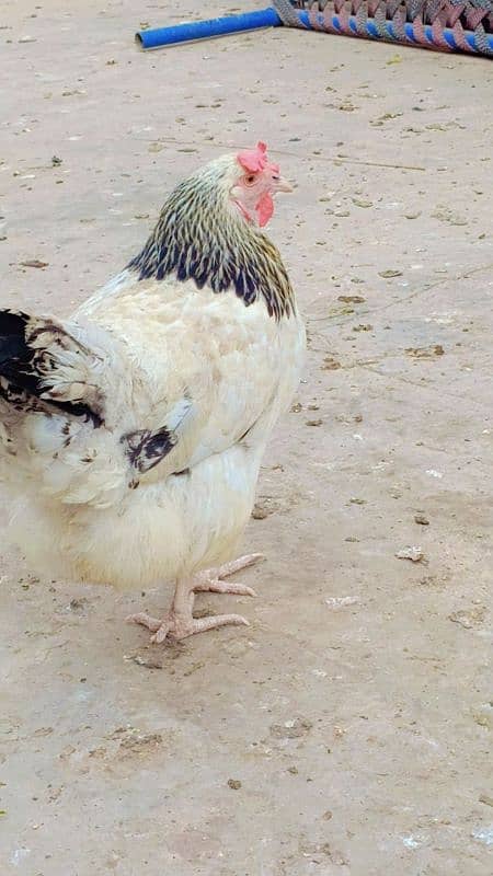 brahma male +Light Sussex+Desi hens 9