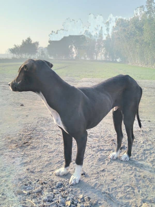 English Pointer pair Dogs for sale|male,Female| 2