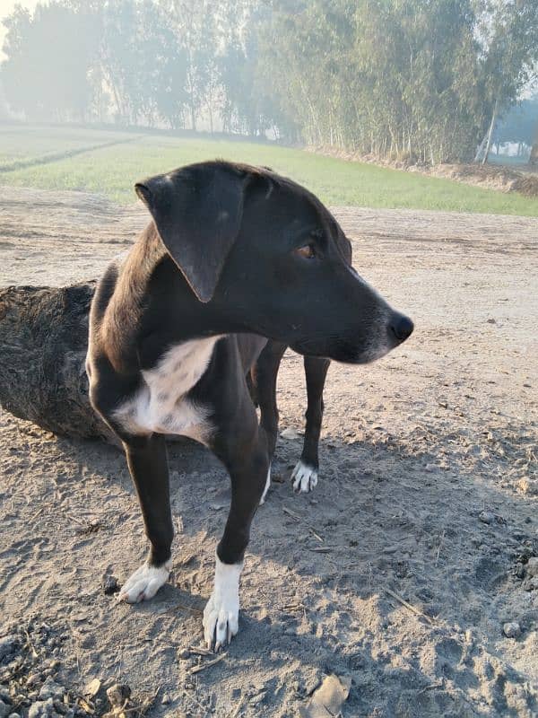 English Pointer pair Dogs for sale|male,Female| 3