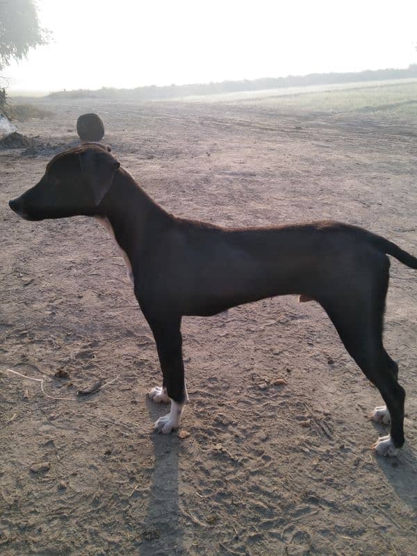 English Pointer pair Dogs for sale|male,Female| 4