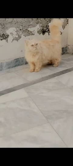 Persian cat brown in color. punch face