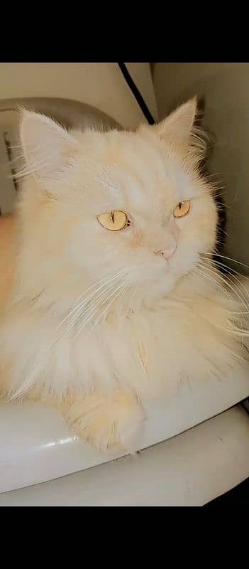 Persian cat brown in color. punch face 2