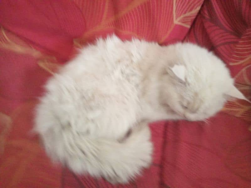 Male cat for sale 2