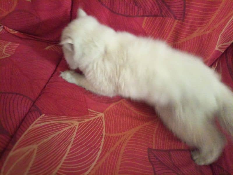 Male cat for sale 10