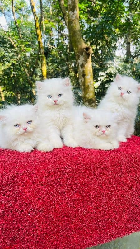 Persian kittens Available Whatsapp number 03251905001 1