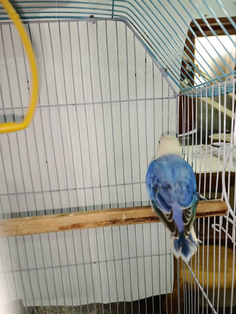 Violet blue opaline split Pale fellow male healthy and active all ok 1