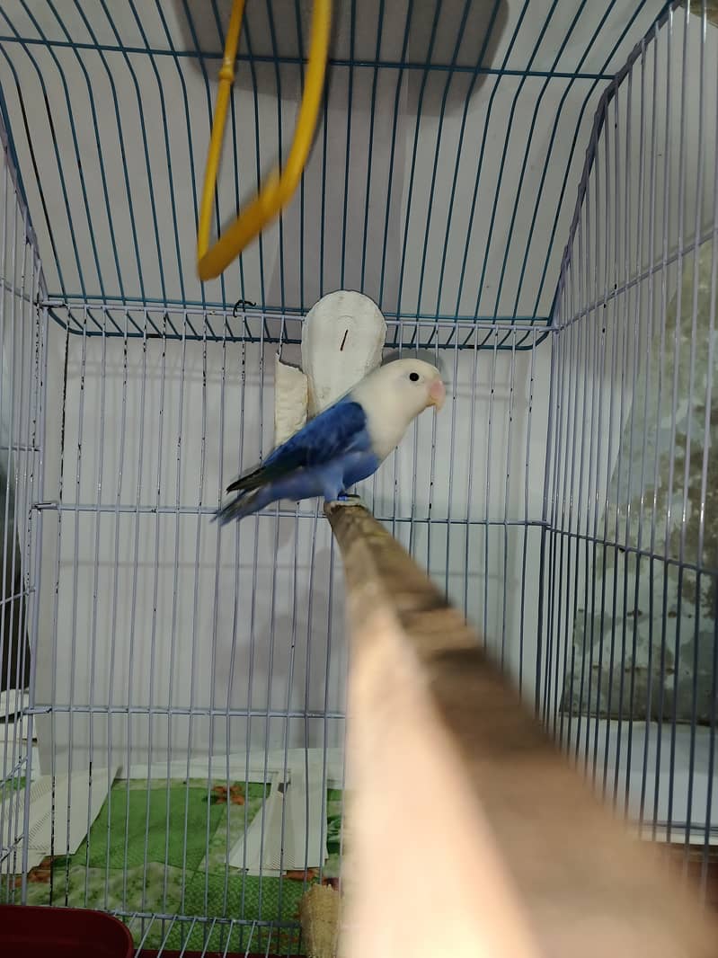 Violet blue opaline split Pale fellow male healthy and active all ok 2